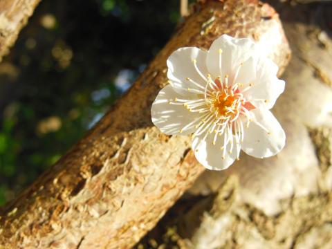 f:id:isehakupedia:20170326234816j:plain f:id:isehakupedia:20170326234816j:plain
