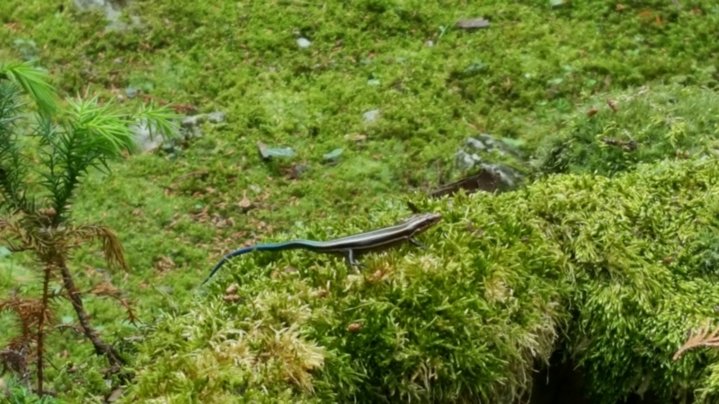 f:id:isehakupedia:20170625122929j:plain