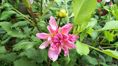 f:id:isehakupedia:20180623231304j:plain f:id:isehakupedia:20180623231304j:plain