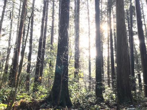 f:id:isehakupedia:20181210100005j:plain f:id:isehakupedia:20181210100005j:plain