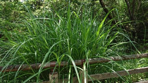 f:id:isehakupedia:20190715211812j:plain f:id:isehakupedia:20190715211812j:plain