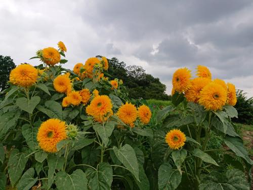 f:id:isehakupedia:20190715211851j:plain f:id:isehakupedia:20190715211851j:plain