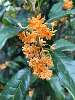 f:id:isehakupedia:20191027204124j:plain