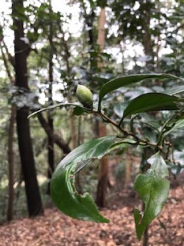 f:id:isehakupedia:20200127161050j:plain