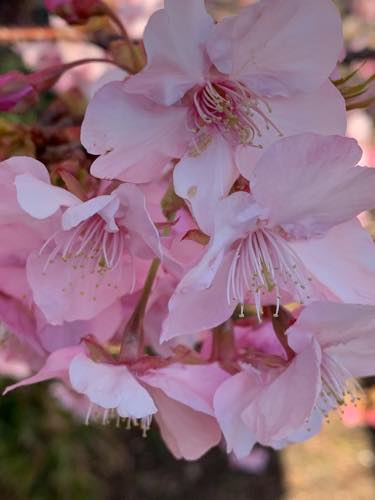 f:id:isehakupedia:20200212172157j:plain