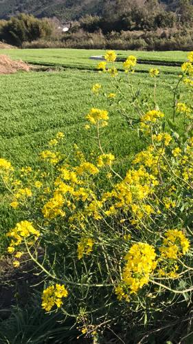 f:id:isehakupedia:20200225174653j:plain