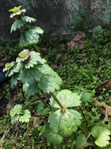 f:id:isehakupedia:20200319193700p:plain