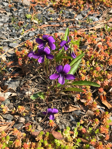 f:id:isehakupedia:20200319193710p:plain