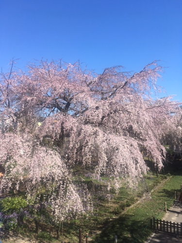 f:id:isehakupedia:20200321160316p:plain f:id:isehakupedia:20200321160316p:plain