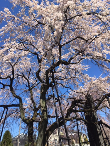 f:id:isehakupedia:20200321160333p:plain f:id:isehakupedia:20200321160333p:plain