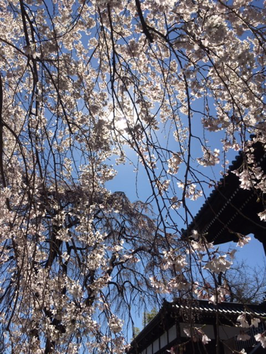 f:id:isehakupedia:20200321160345p:plain f:id:isehakupedia:20200321160345p:plain