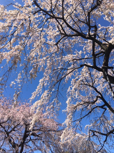 f:id:isehakupedia:20200321160350p:plain f:id:isehakupedia:20200321160350p:plain