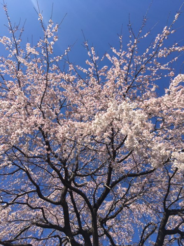 f:id:isehakupedia:20200321160355p:plain f:id:isehakupedia:20200321160355p:plain