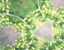 f:id:isemba:20210718183237j:plain