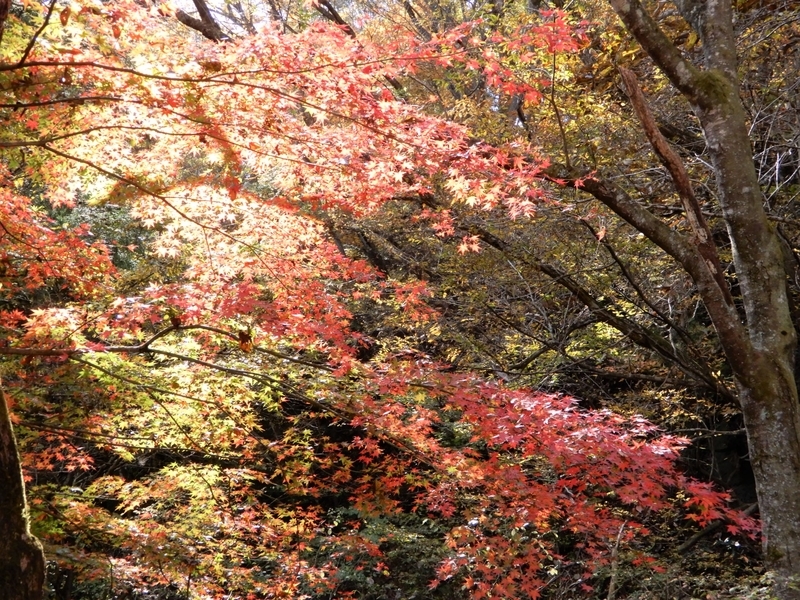 f:id:ishidaya-sendai:20211106205127j:plain