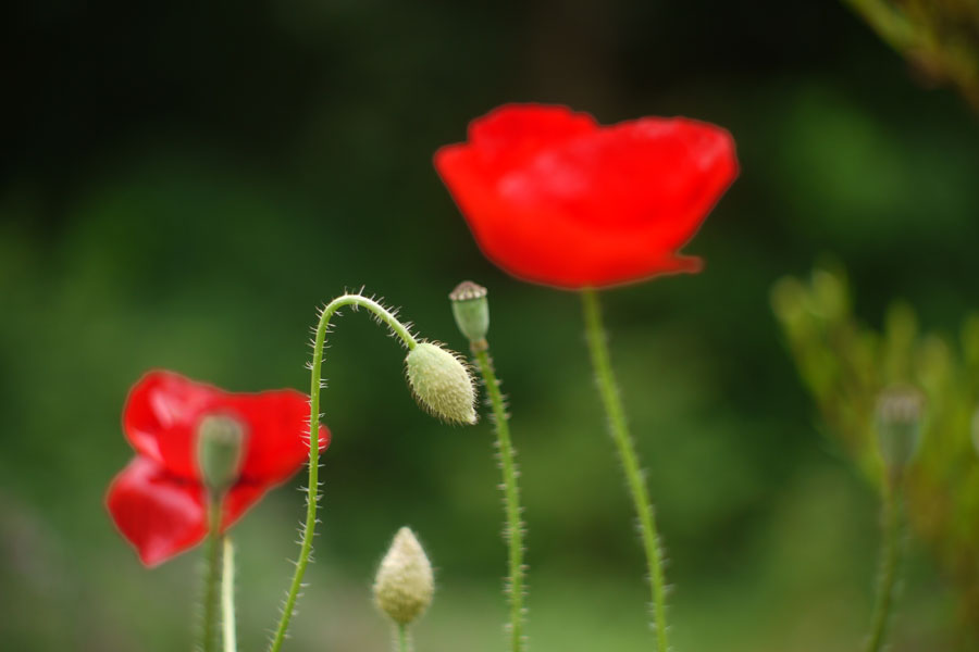 f:id:ishigaki10:20210516110447j:plain