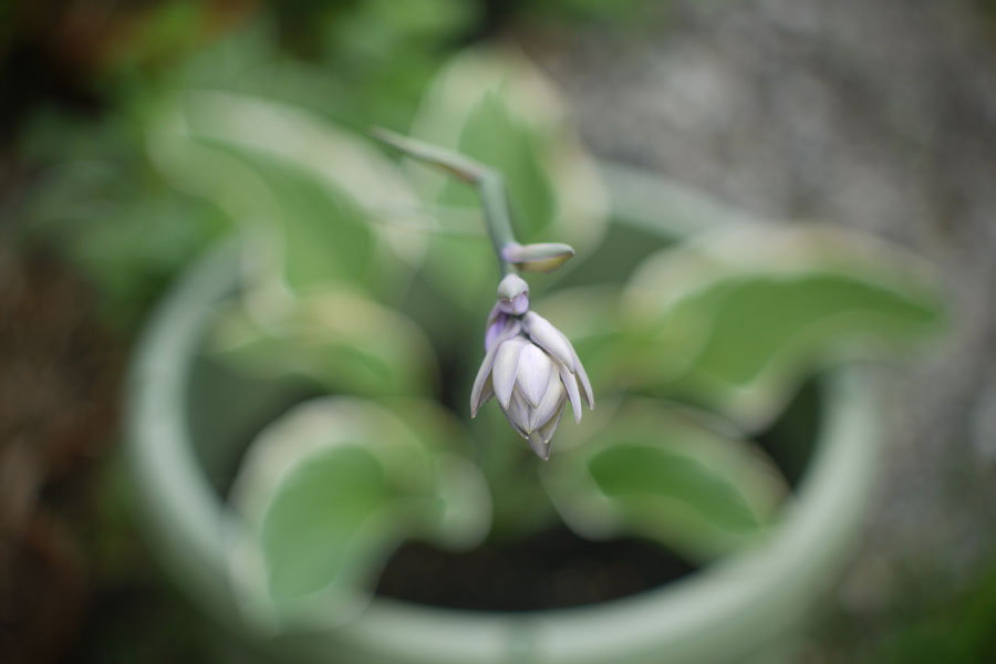 f:id:ishigaki10:20210516110506j:plain