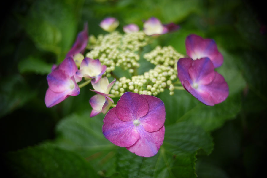 f:id:ishigaki10:20210516111057j:plain