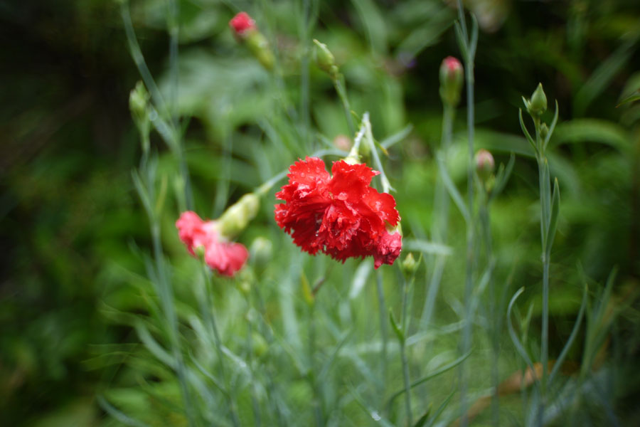 f:id:ishigaki10:20210516111533j:plain