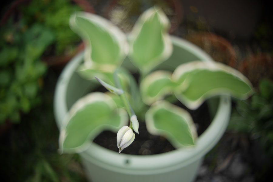 f:id:ishigaki10:20210516111555j:plain