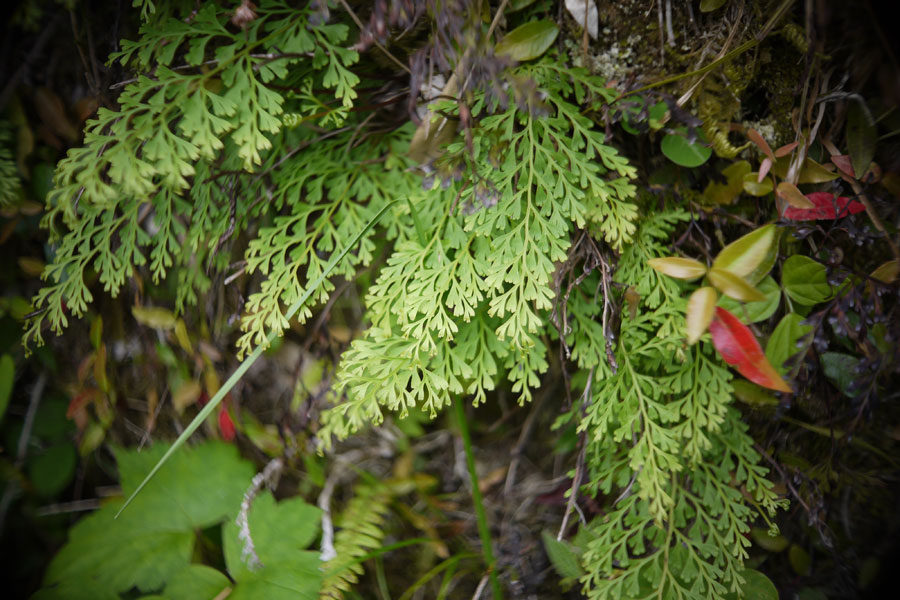 f:id:ishigaki10:20210516111811j:plain