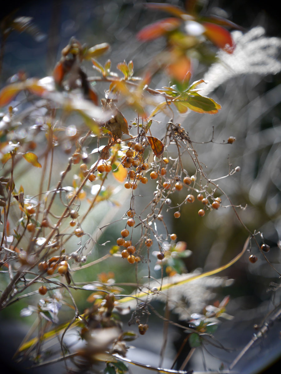 f:id:ishigaki10:20210516112750j:plain