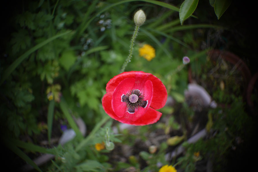 f:id:ishigaki10:20210516113138j:plain