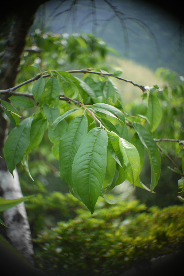 f:id:ishigaki10:20210516113207j:plain