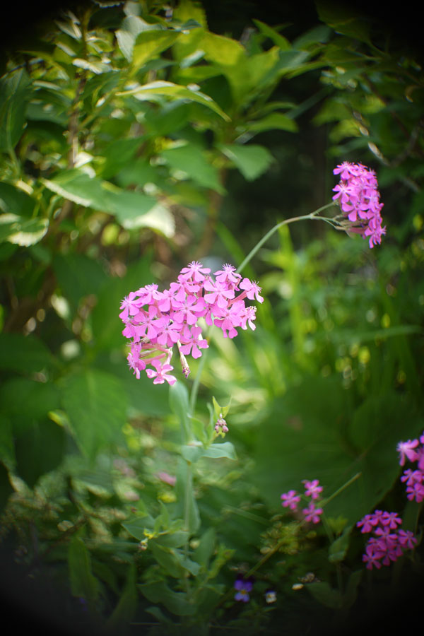 f:id:ishigaki10:20210516113217j:plain