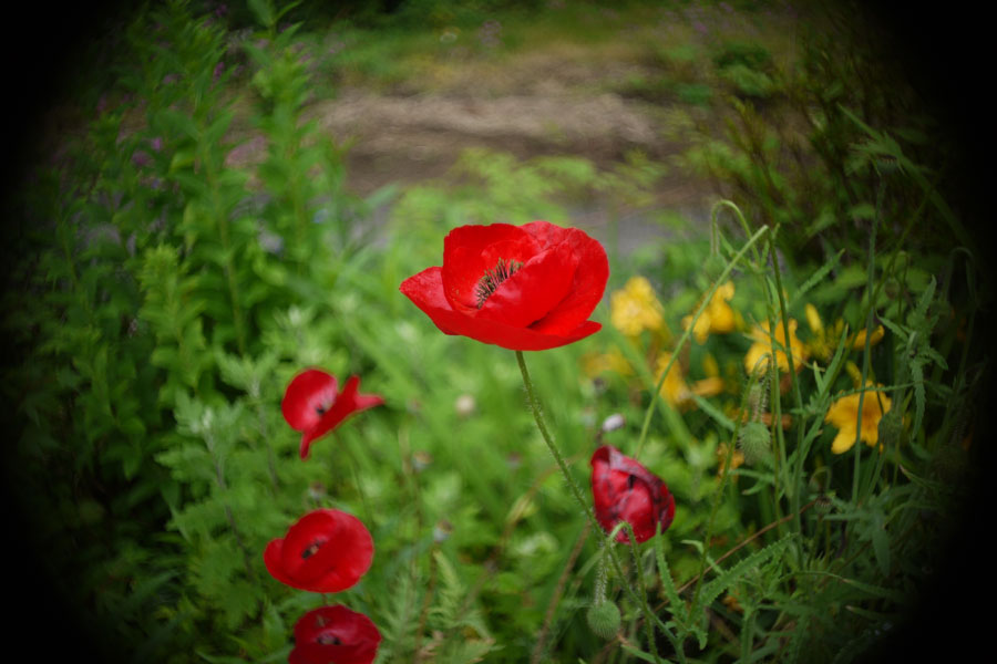 f:id:ishigaki10:20210516113437j:plain