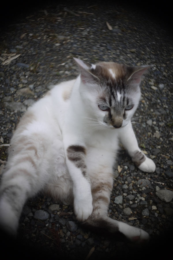 f:id:ishigaki10:20210516113556j:plain