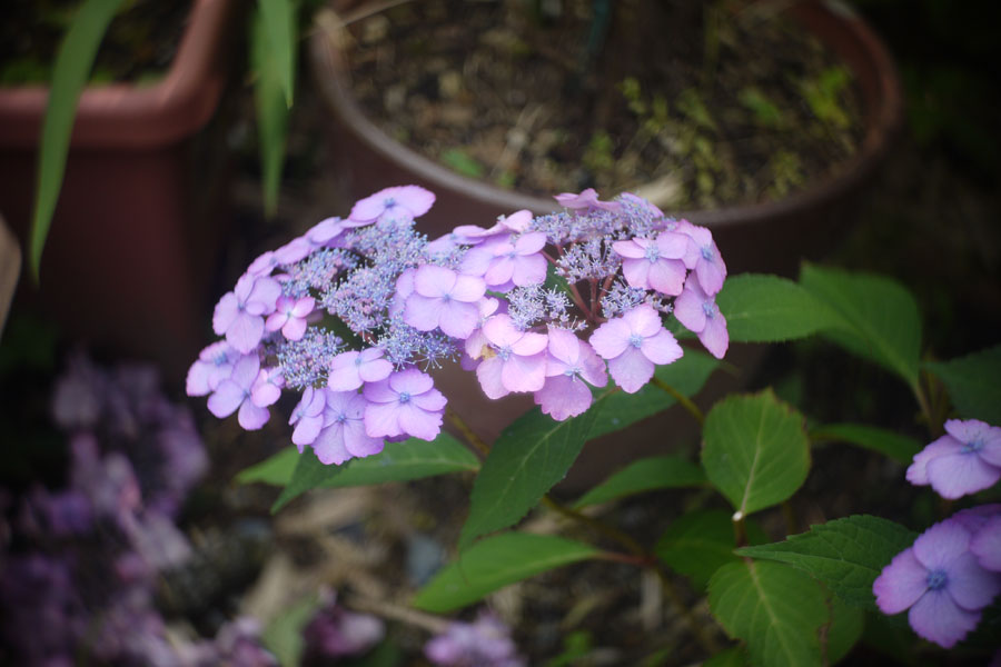 f:id:ishigaki10:20210516113739j:plain