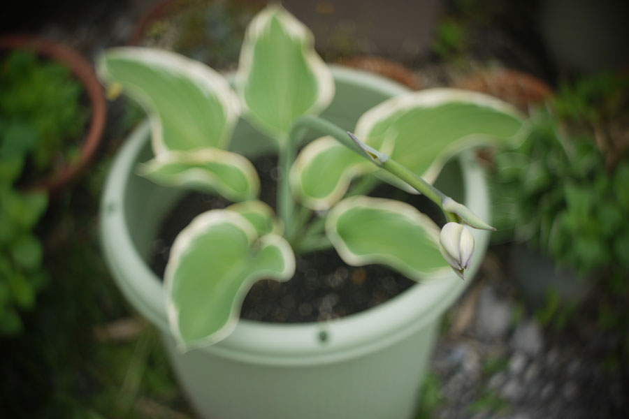 f:id:ishigaki10:20210516113756j:plain