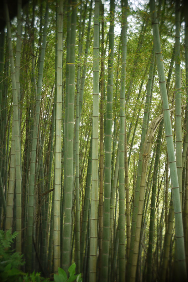 f:id:ishigaki10:20210516113822j:plain