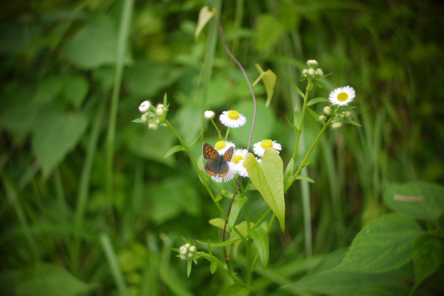 f:id:ishigaki10:20210516113858j:plain