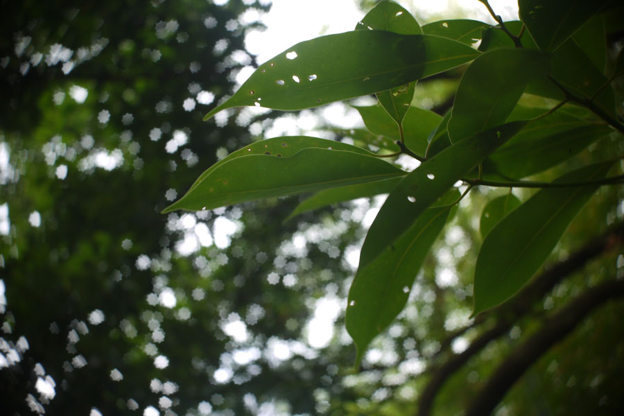 f:id:ishigaki10:20210516113921j:plain