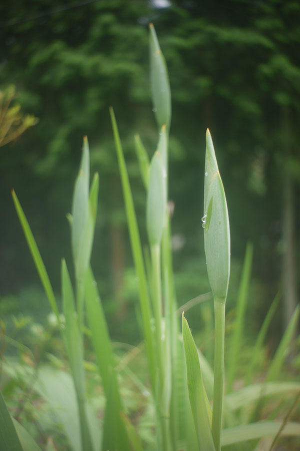 f:id:ishigaki10:20210516114259j:plain