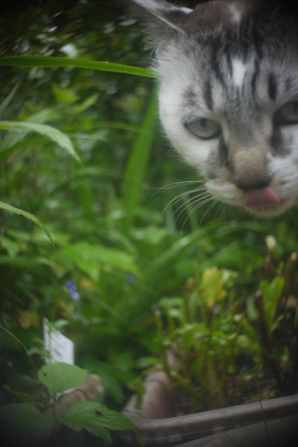 f:id:ishigaki10:20210516114337j:plain