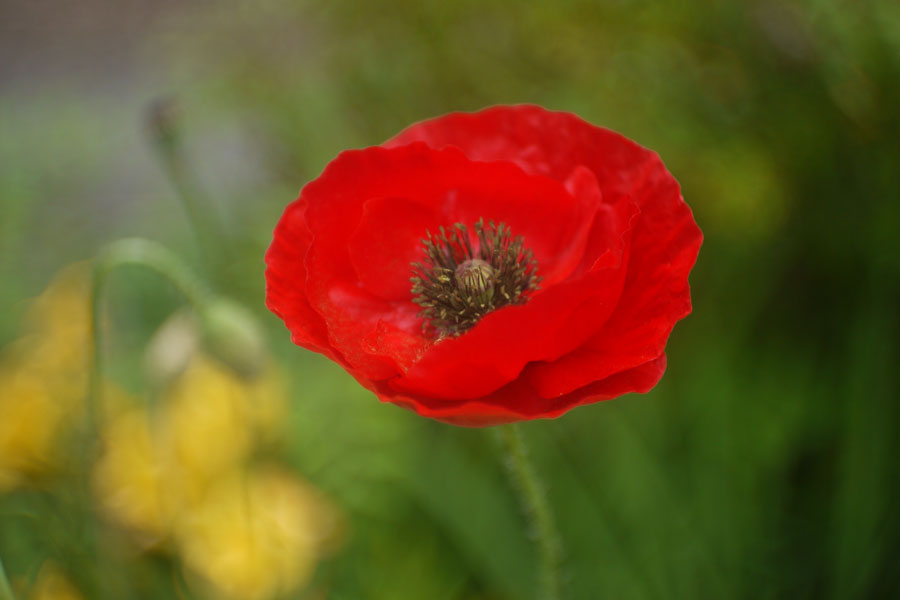 f:id:ishigaki10:20210516114609j:plain