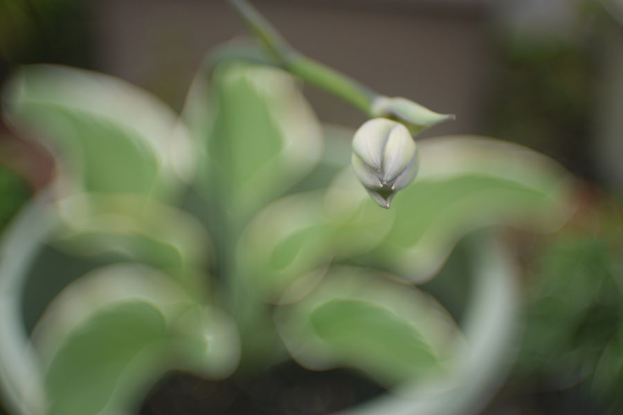 f:id:ishigaki10:20210516114619j:plain