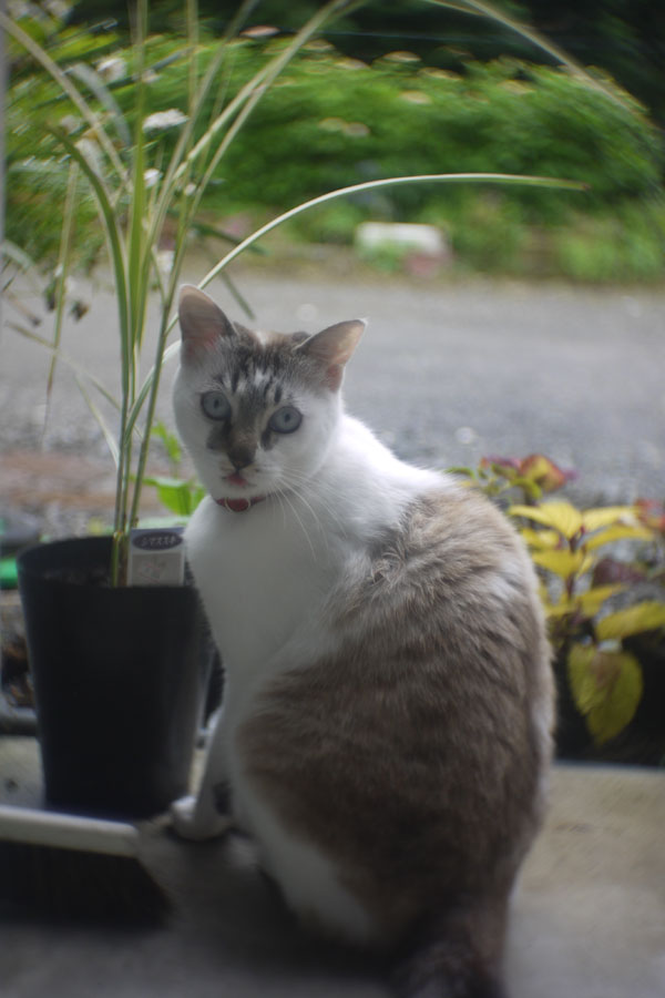 f:id:ishigaki10:20210516114652j:plain