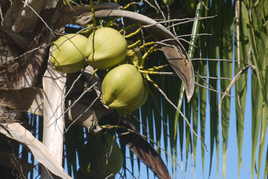 f:id:ishigaki10:20210516115147j:plain