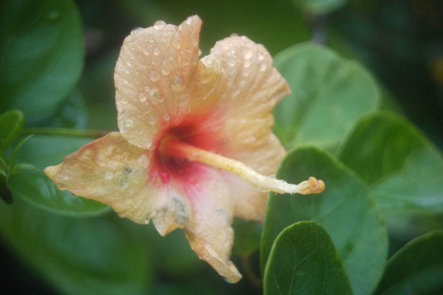 f:id:ishigaki10:20210516120220j:plain