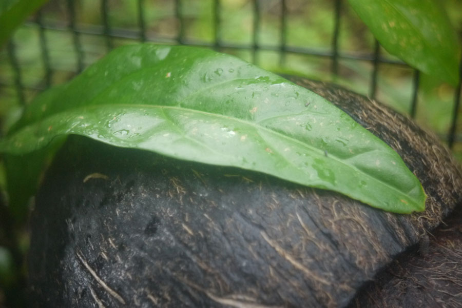 f:id:ishigaki10:20210516120235j:plain