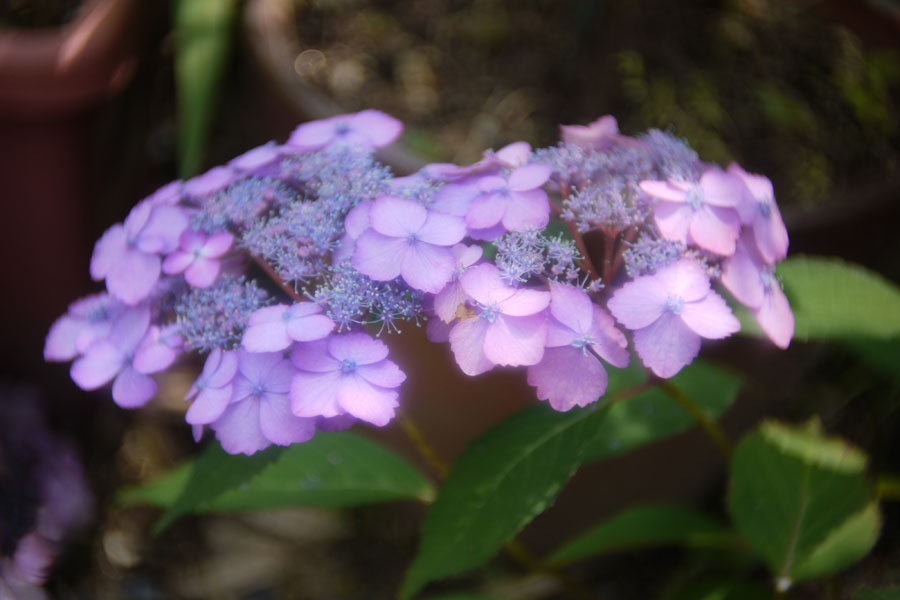 f:id:ishigaki10:20210516120719j:plain