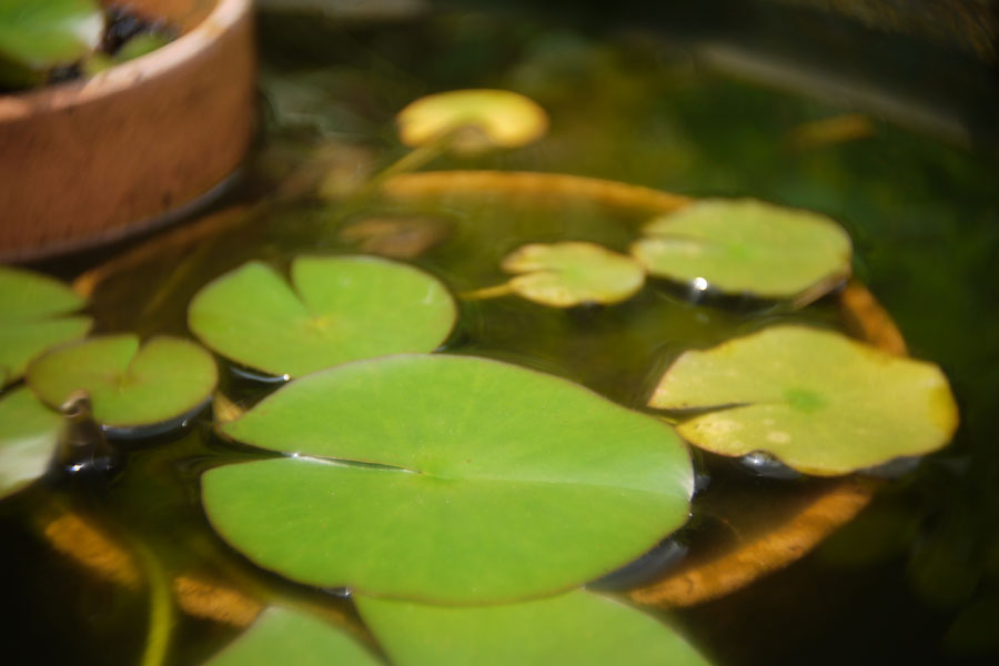 f:id:ishigaki10:20210516120758j:plain