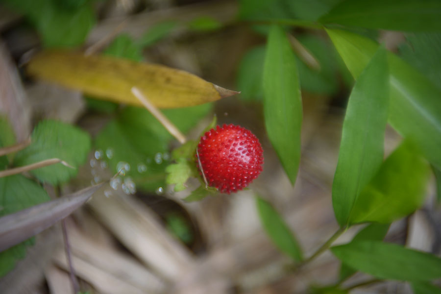 f:id:ishigaki10:20210516120808j:plain