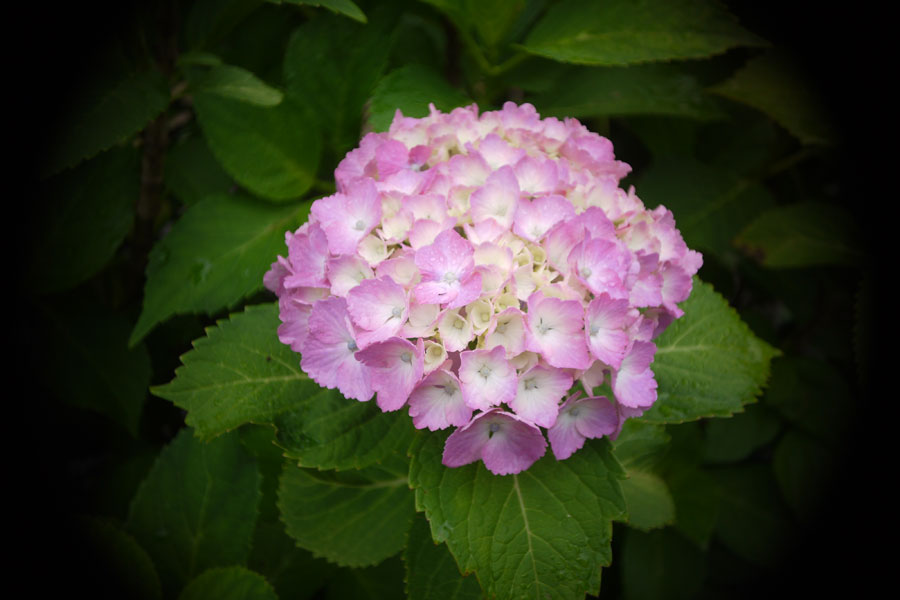 f:id:ishigaki10:20210516121041j:plain