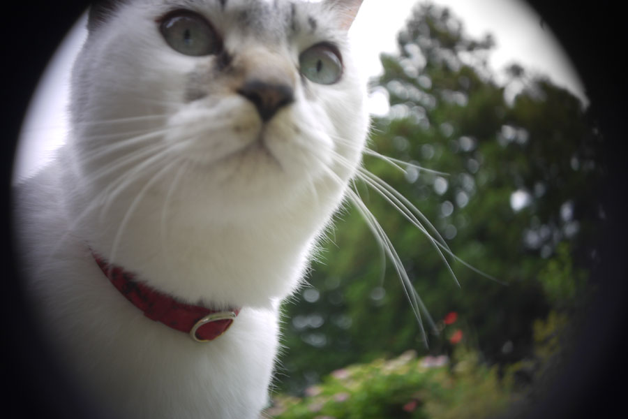 f:id:ishigaki10:20210516121056j:plain