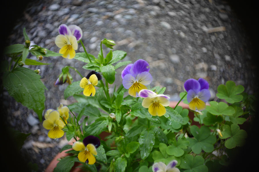 f:id:ishigaki10:20210516121548j:plain